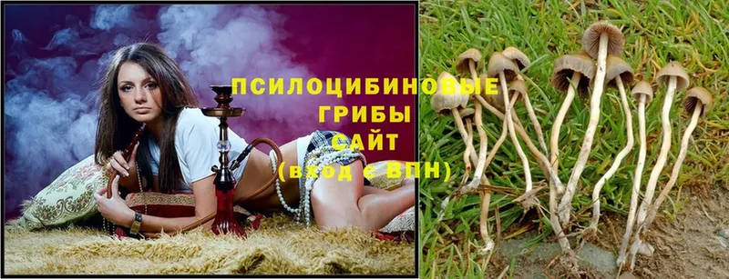 где можно купить   Звенигово  Галлюциногенные грибы Cubensis 